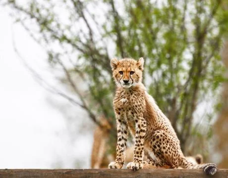 Cheetah cub Stock Photos