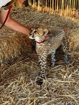 Cheetah Cub Stock Photos