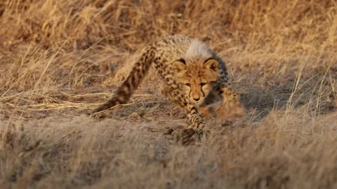 A cheetah cub playing with dung Stock Footage 343266132