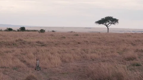 Cheetah cub resting lonely without mother in dry savanna, Maasai Mara Stock Footage 113529636