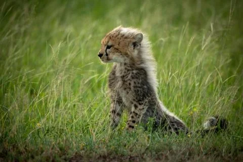 Cheetah cub sits in grass facing left Stock Photos