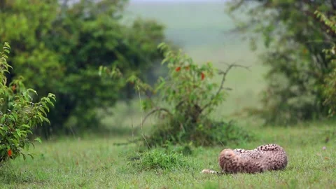 Cheetah cub sitting Stock Footage 311748204