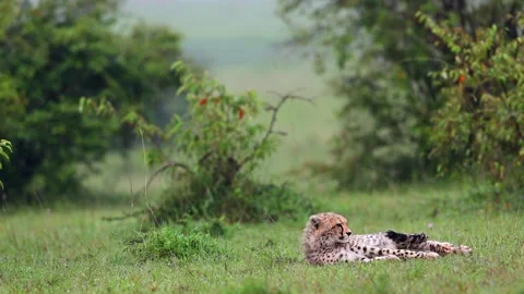 Cheetah cub sitting2 库存影片 311748225