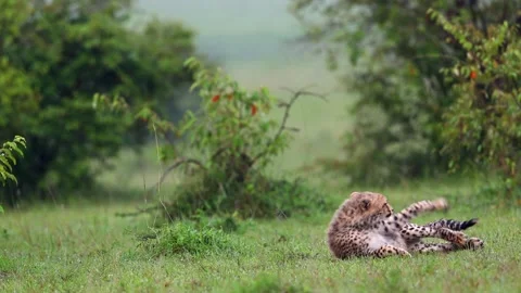 Cheetah cub sitting3 Stock Footage 311731760