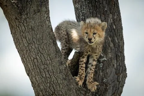 Cheetah cub stands in tree looking down Stock Photos