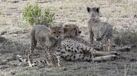 CHEETAH CUB STRETCH Video stock 49496606