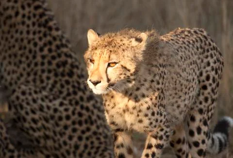 Cheetah cub in sunlight Stock Photos