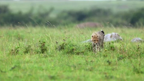 Cheetah cub walking alone Stock Footage 311731794