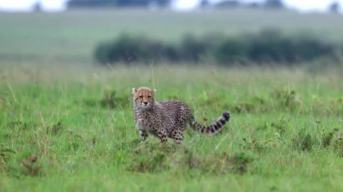 Cheetah cub walking alone2 Stock Footage 311731790