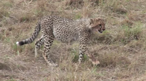 Cheetah cub walking away from kill after eating on the masai mara Kenya Stock Footage 51307580