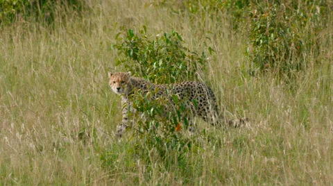 CHEETAH CUB WALKING LONG GRASS MAASAI MARA KENYA Stock Footage 66237828