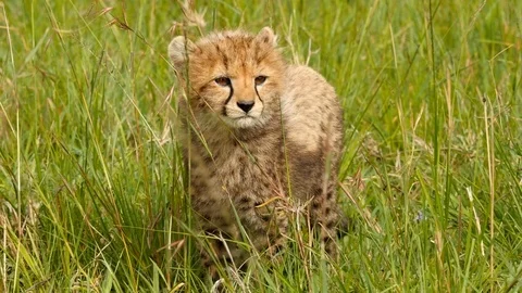 Cheetah cub walking through grass Stock Footage 122228465