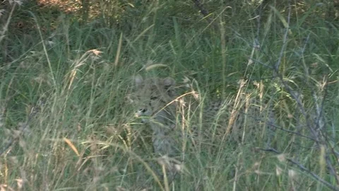 Cheetah cub walking through long grass Video stock 84745654