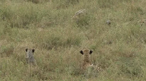 CHEETAH CUBS IN DANGER Video stock 15934597