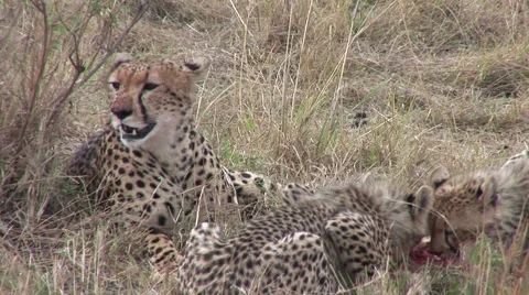 Cheetah with cubs eating kill Stock Footage 51307520