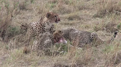 Cheetah with cubs eating kill Stock Footage 51307522