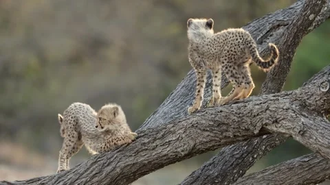 Cheetah cubs in a fallen dead tree Stock Footage 342097024