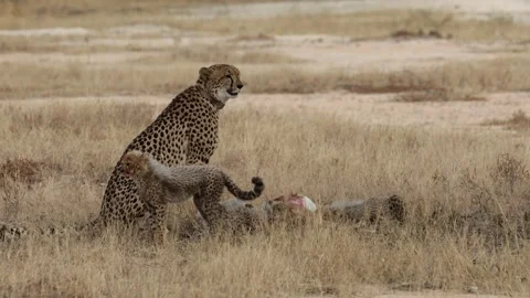The cheetah cubs feast while the mother looks out for danger Stock Footage 339077950