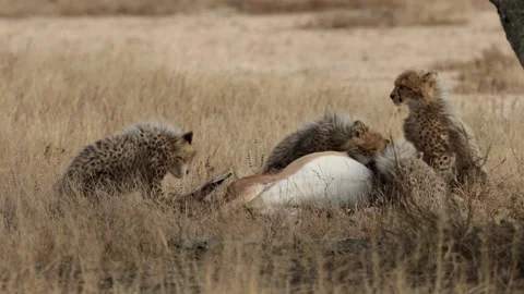 The cheetah cubs feeding on the impala kill Stock Footage 339077659