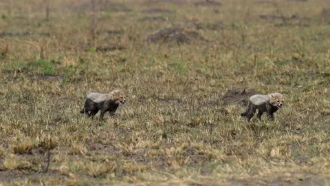 Cheetah cubs Stock Footage 235821410