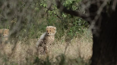 Cheetah cubs hide when their mother goes hunting Stock Footage 337239579