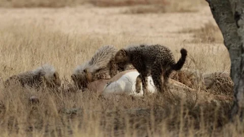 The cheetah cubs on the impala kill Stock Footage 339077606