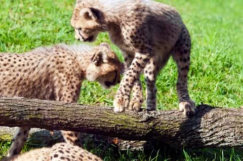 Cheetah cubs Foto stock