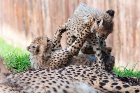 Cheetah cubs Stock Photos