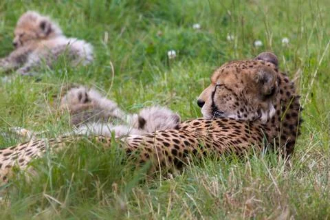 Cheetah With Cubs Stock Photos