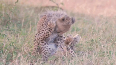 Cheetah cubs playing with each other under tree, Maasai Mara national reserve Stock Footage