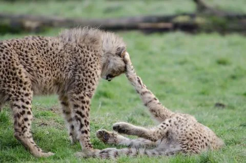 Cheetah cubs playing Stock Photos