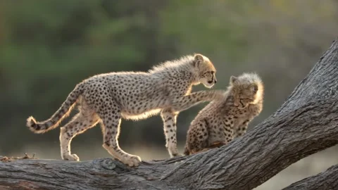 The cheetah cubs playing on top of a fallen tree. Stock Footage 341943359