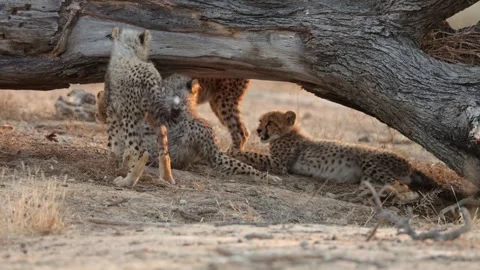 The cheetah cubs playing under a fallen tree Stock Footage 341943088