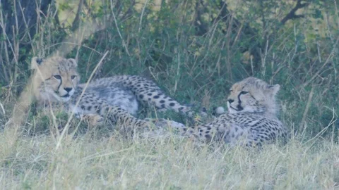 Cheetah cubs resting under shade after playing under sun, Maasai Mara Stock Footage 103208657
