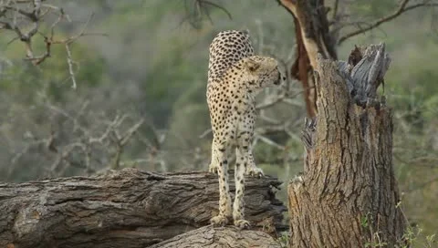 A cheetah on a dead tree Stock Footage 11400230