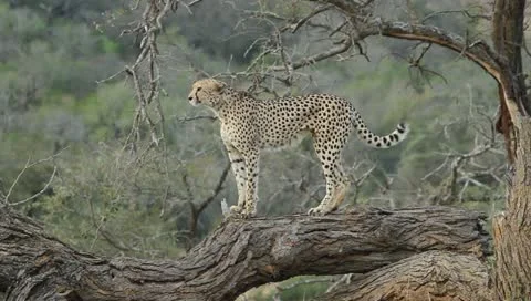 Cheetah on dead tree Stock Footage 11400511