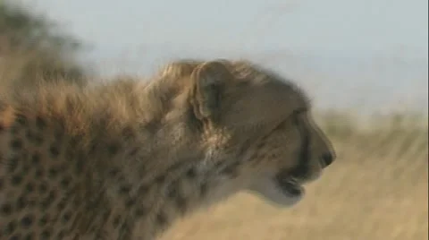 Cheetah defecating on termite mound and follow walking off Stock Footage