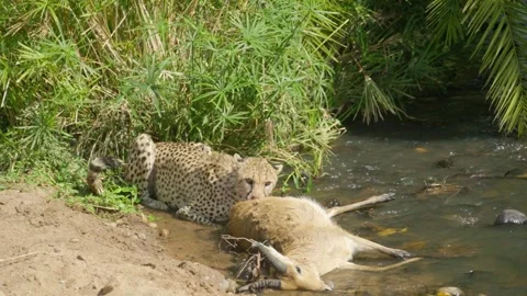 A cheetah devours its kill on a lush green riverbank, bathed in sunlight Stock Footage 303416069