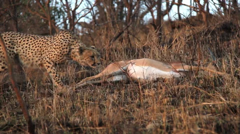Cheetah dragging impala Stock Footage 54545678