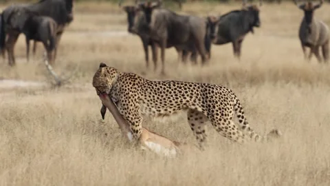A cheetah dragging its kill while the blue wildebeest herd watches Stock Footage 339076202