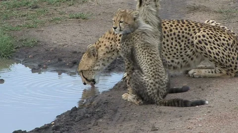 CHEETAH DRINK Video stock 16420088