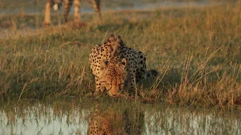 A cheetah drinking from a puddle while lying down. Video stock 334006976