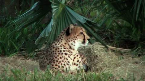 Cheetah At Dusk Stock Footage 1064152