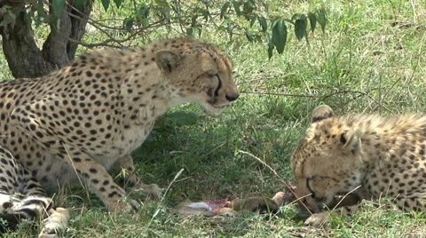 CHEETAH EAT Video stock 20468865