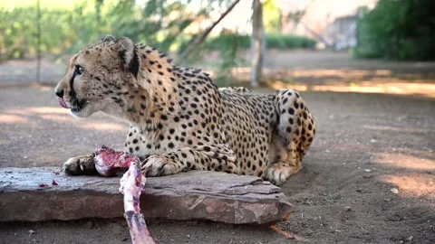A Cheetah Eating Stock Footage 132758336