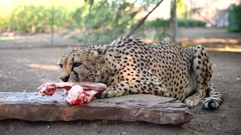 A Cheetah Eating Stock Footage 132763004