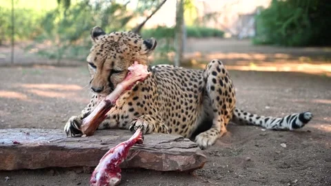 A Cheetah Eating Video stock 132763260