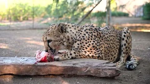 A Cheetah Eating Vídeos de archivo 132764486
