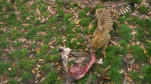 A cheetah eating Stock Footage 257233734