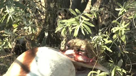 Cheetah eating kill close up Stock Footage 10969700